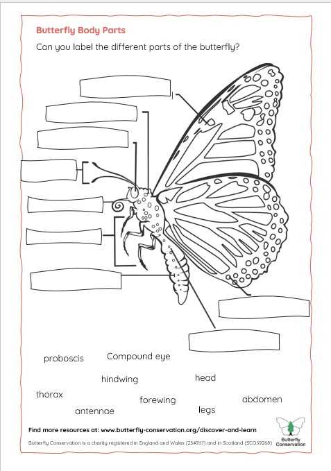 butterfly body parts diagram