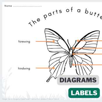 butterfly parts diagram