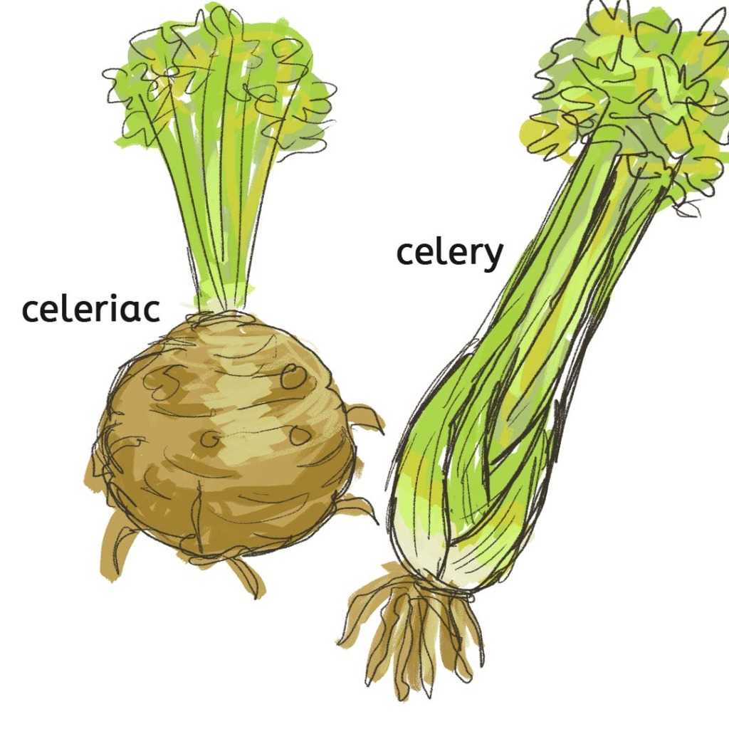 celery parts diagram