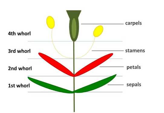 diagram of female part of flower