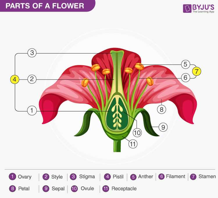 diagram of female part of flower