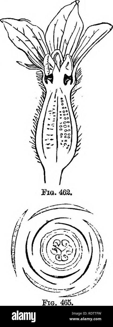 diagram of female part of flower