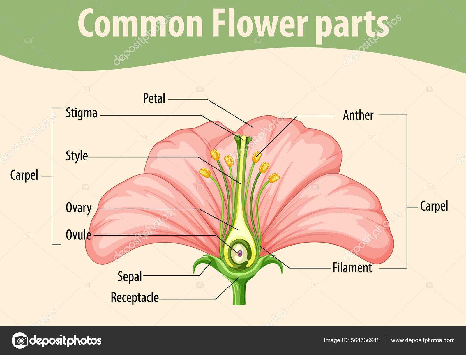 diagram of flower parts