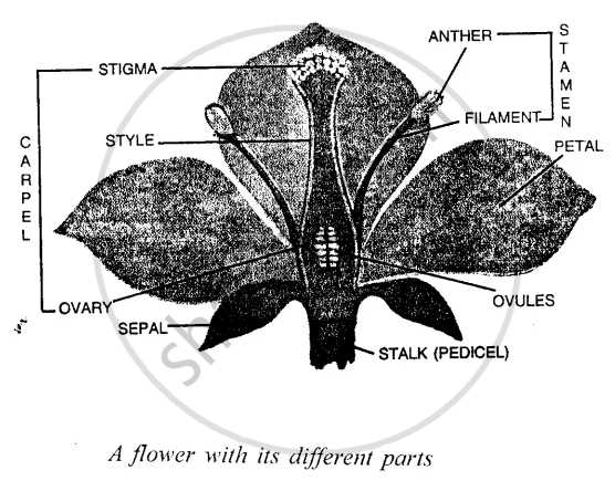 diagram of flower parts