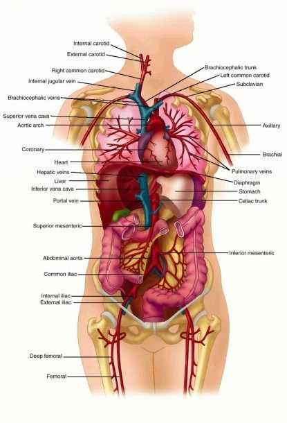 diagram of internal body parts