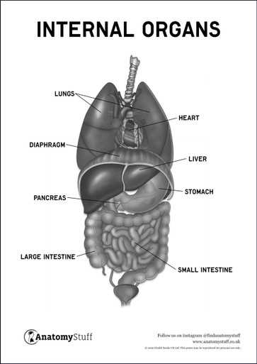 diagram of internal body parts