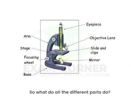 diagram of microscope parts