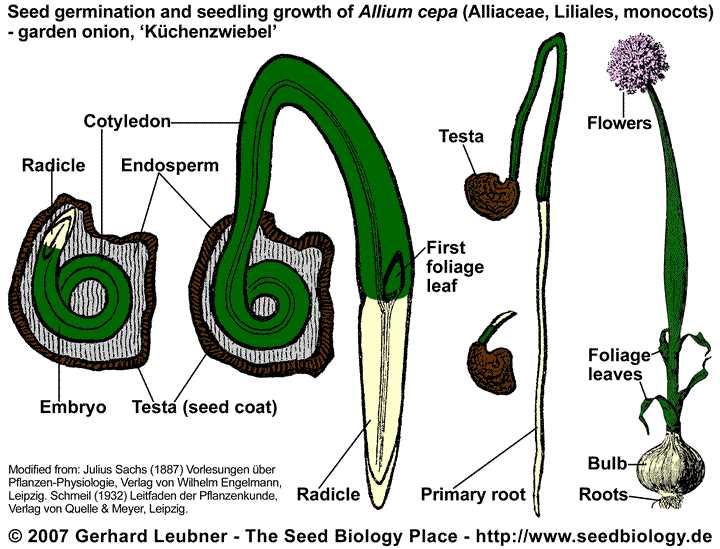 diagram of parts of a seed