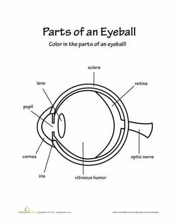 diagram of parts of the eye