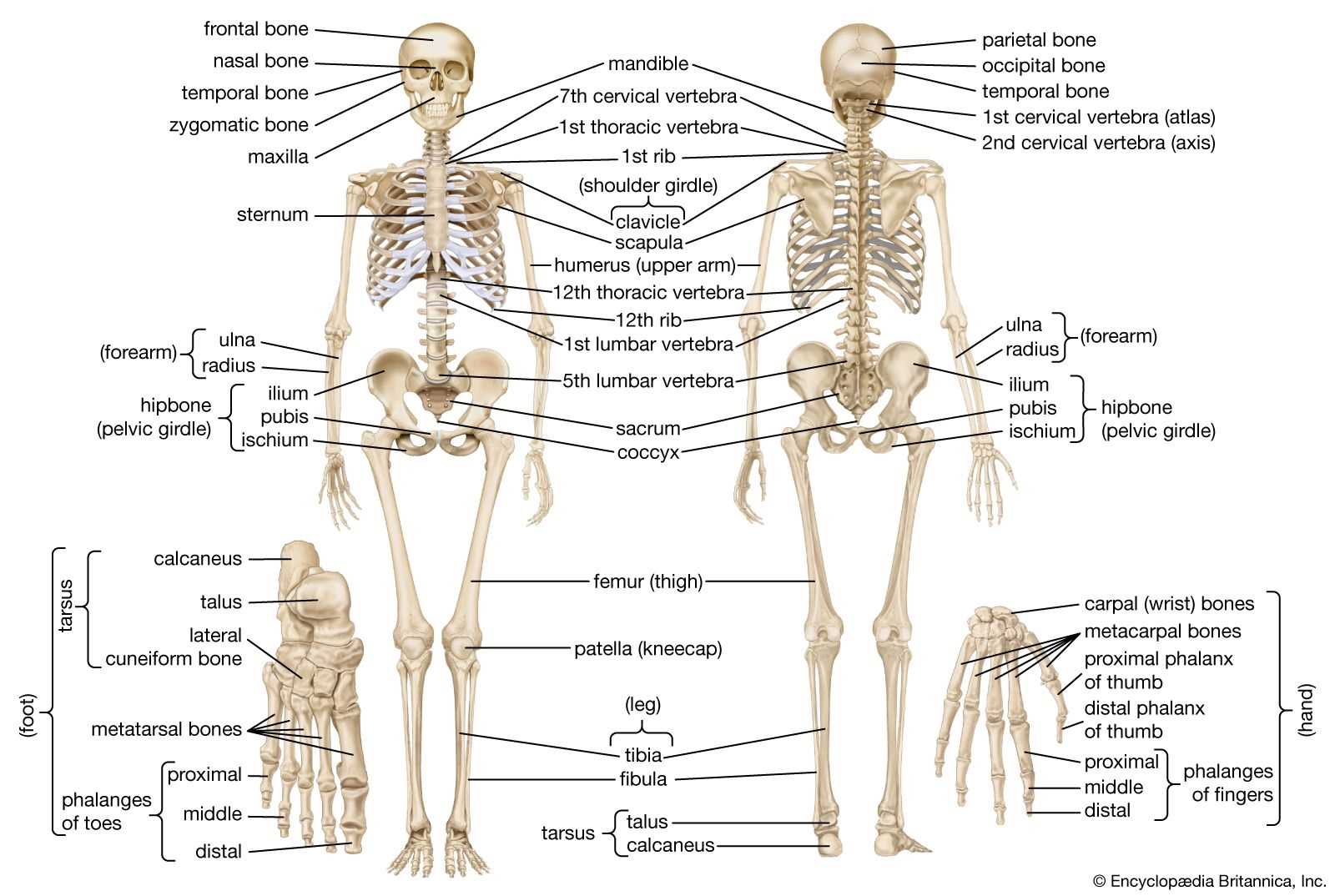 diagram of the human body parts