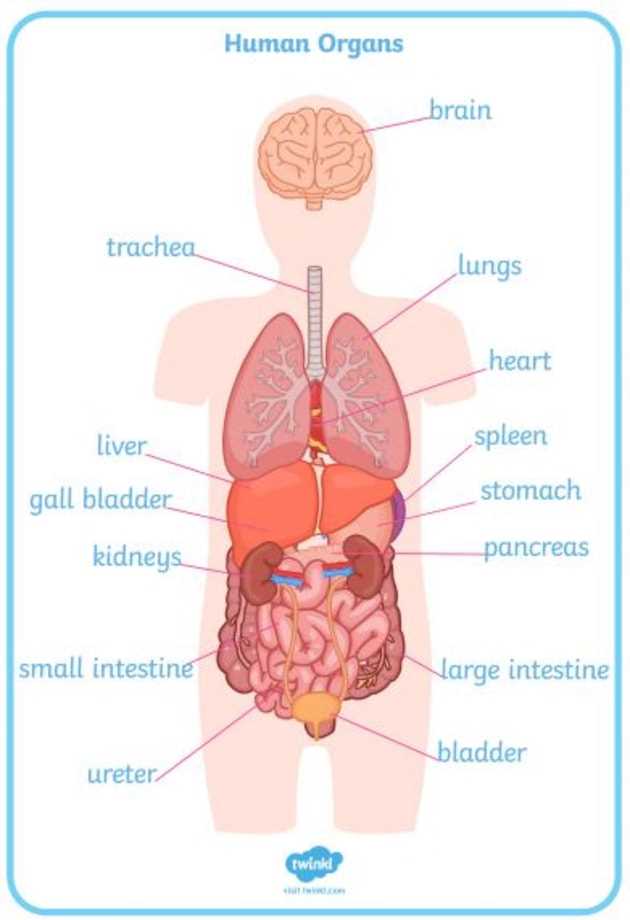 diagram of the human body parts