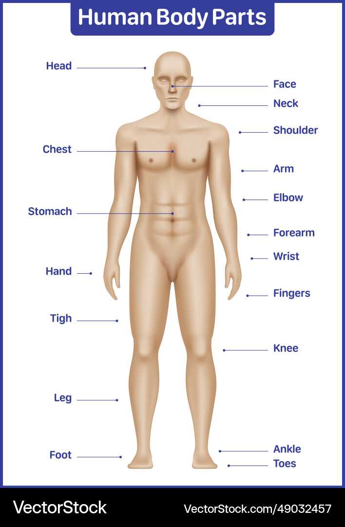 diagram of the human body parts