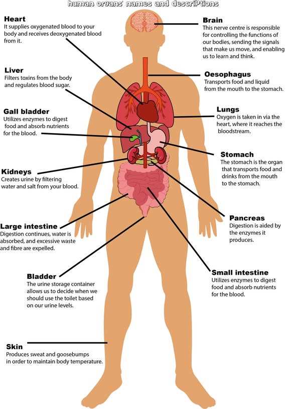 diagram of the human body parts