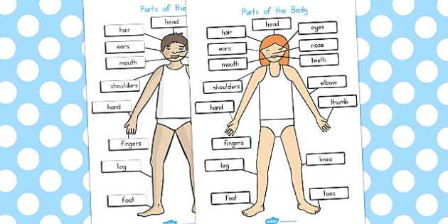 diagram of the human body parts