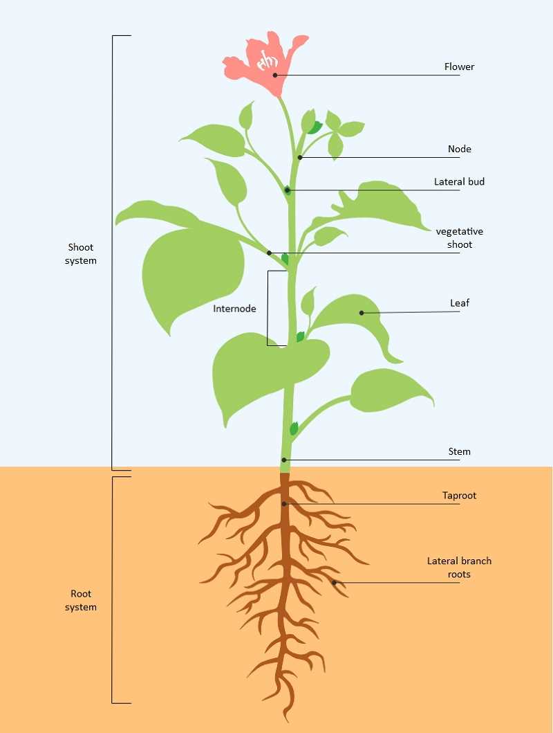 diagram of the parts of a plant