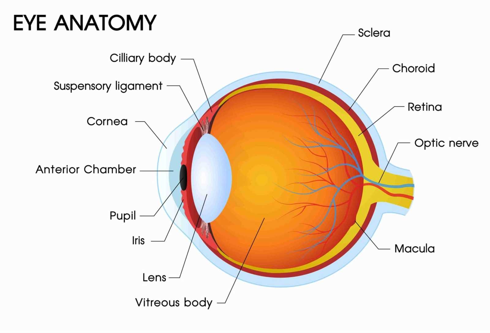 diagram of the parts of the eye