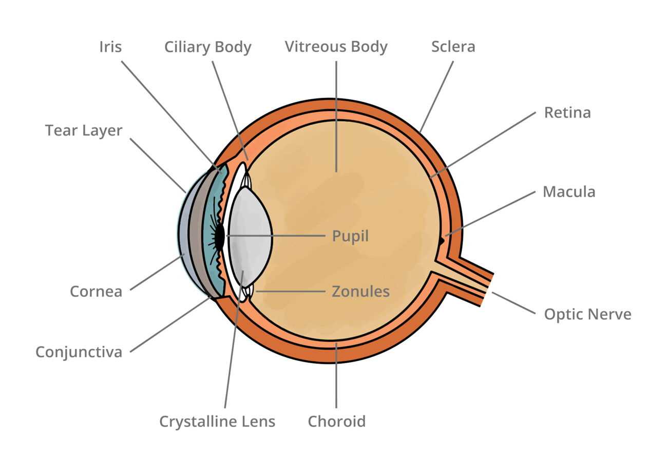 diagram of the parts of the eye