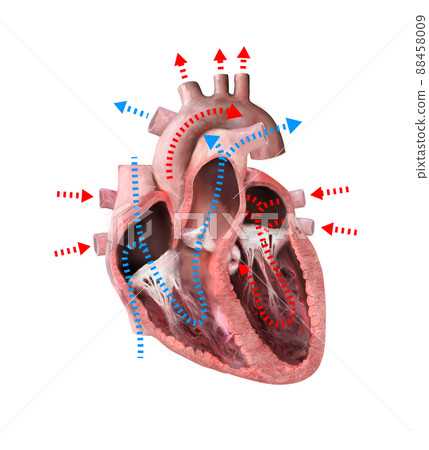 diagram of the parts of the heart