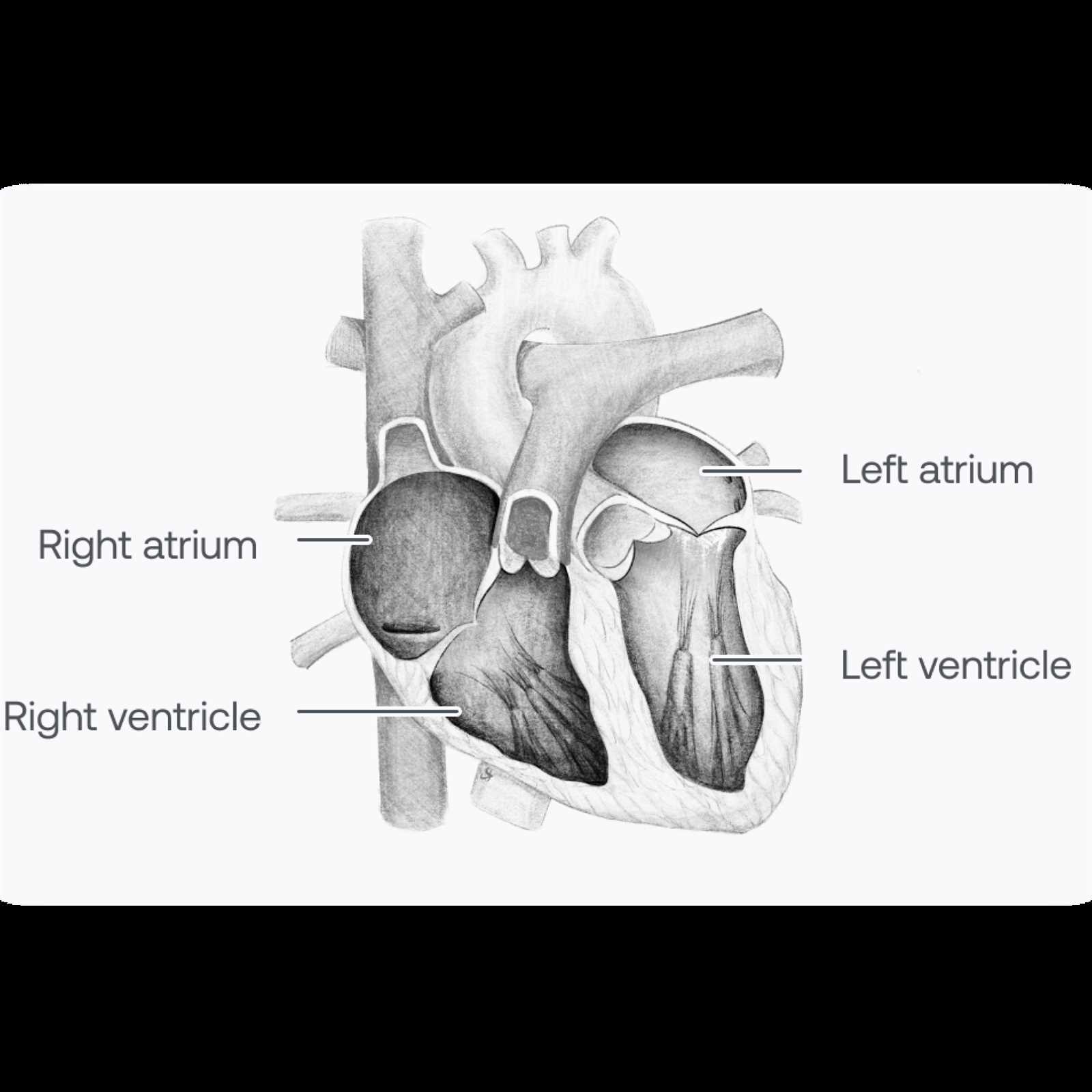 diagram of the parts of the heart