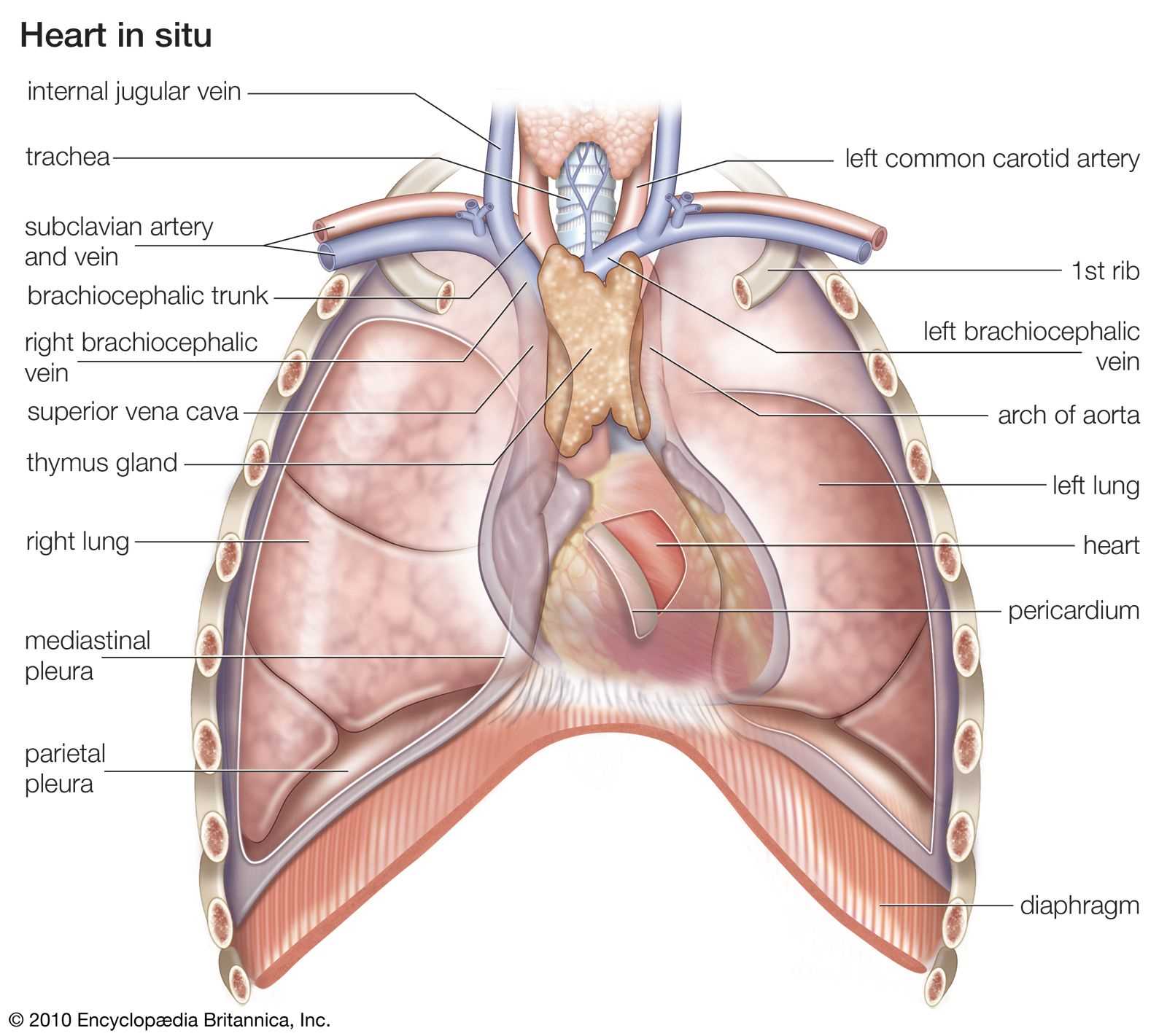 diagram of the parts of the heart