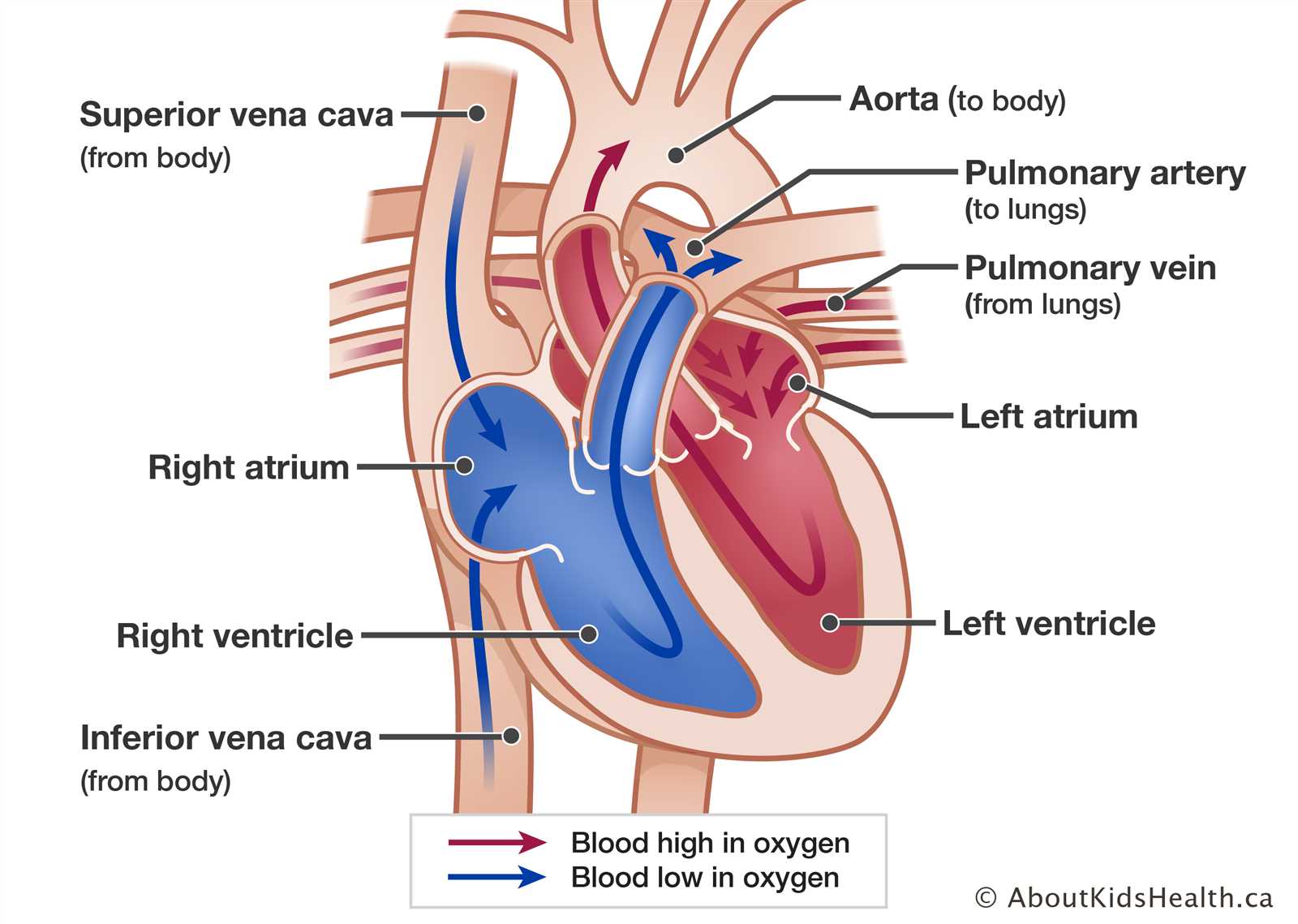 diagram of the parts of the heart