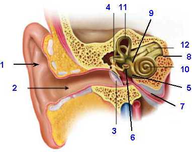 diagram parts ear