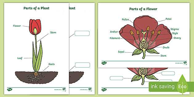 diagram parts of a plant