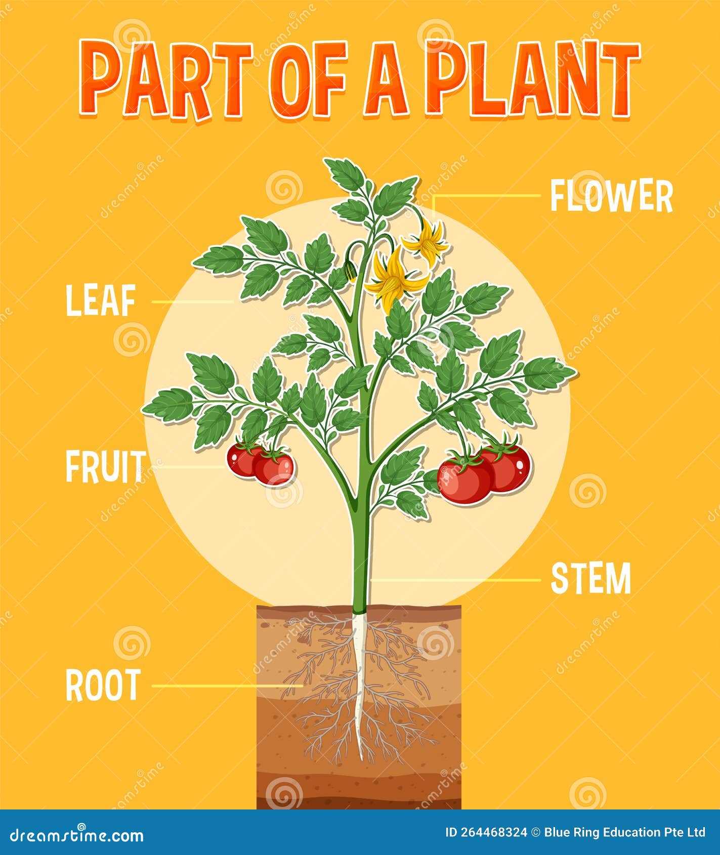 diagram parts of a plant