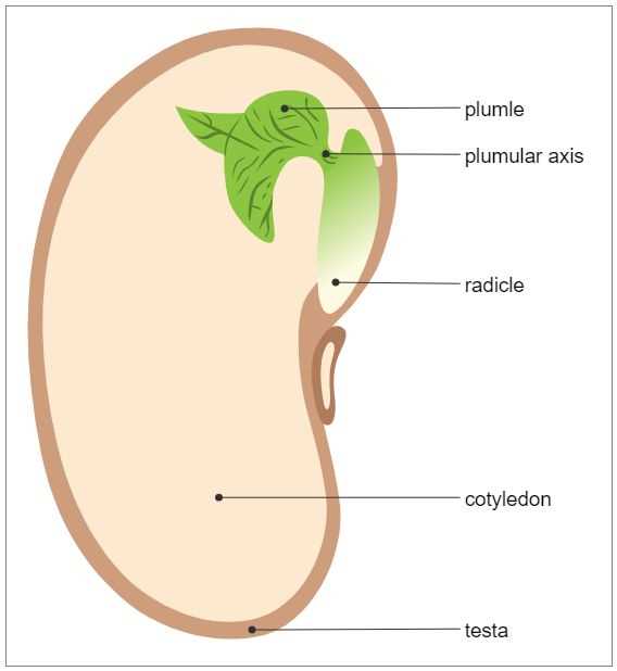 diagram parts of a seed