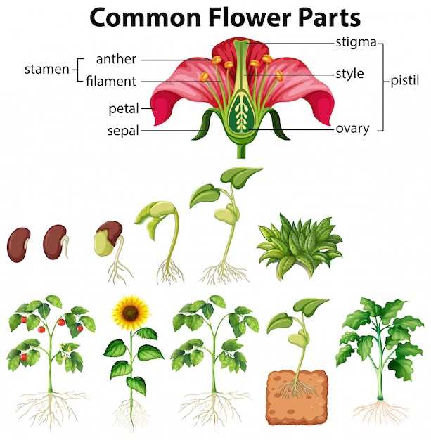 diagram parts of a seed