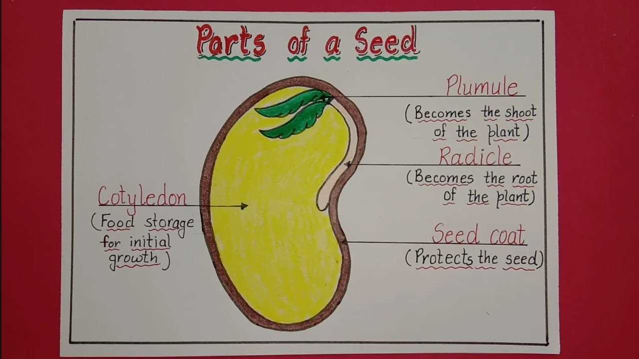 diagram parts of a seed