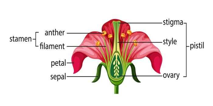 diagram parts