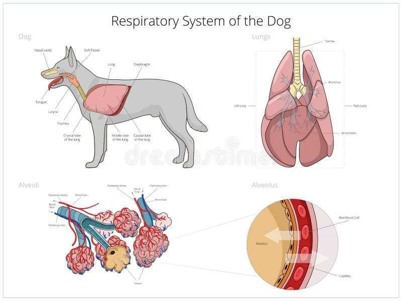 dog parts diagram