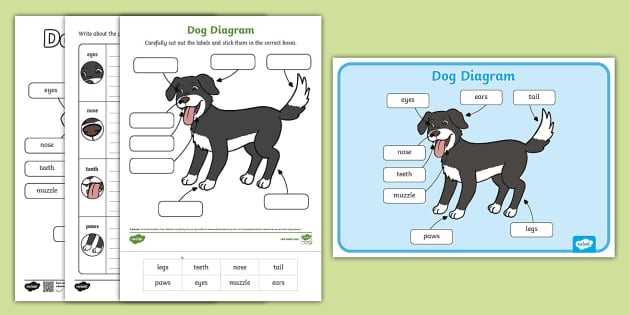 dog parts diagram