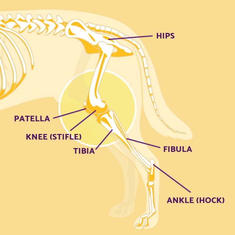 dog paw parts diagram