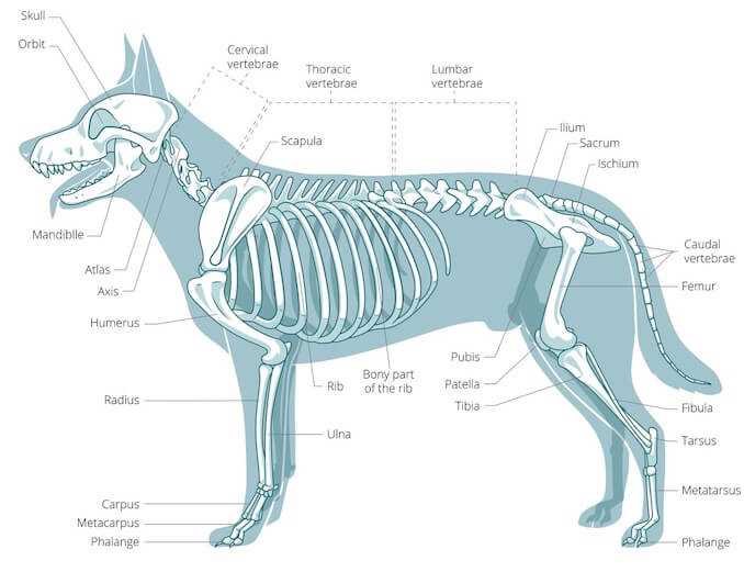 dog paw parts diagram