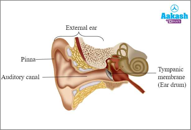 ear diagram parts