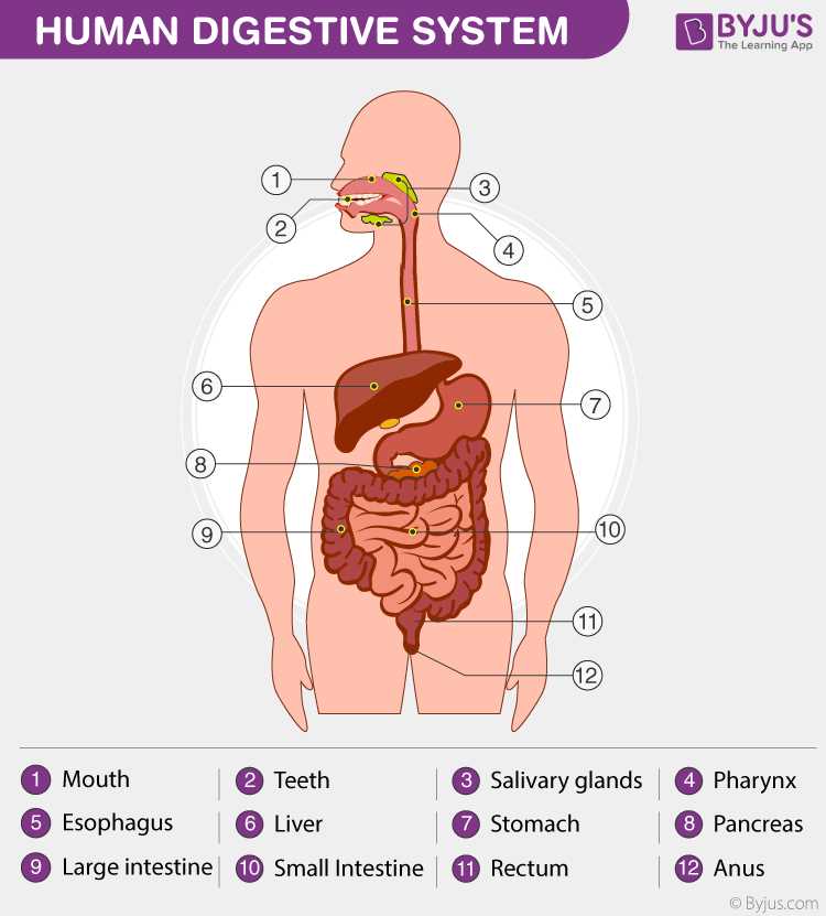 external body parts diagram