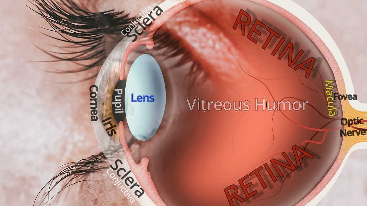 eyeball parts diagram