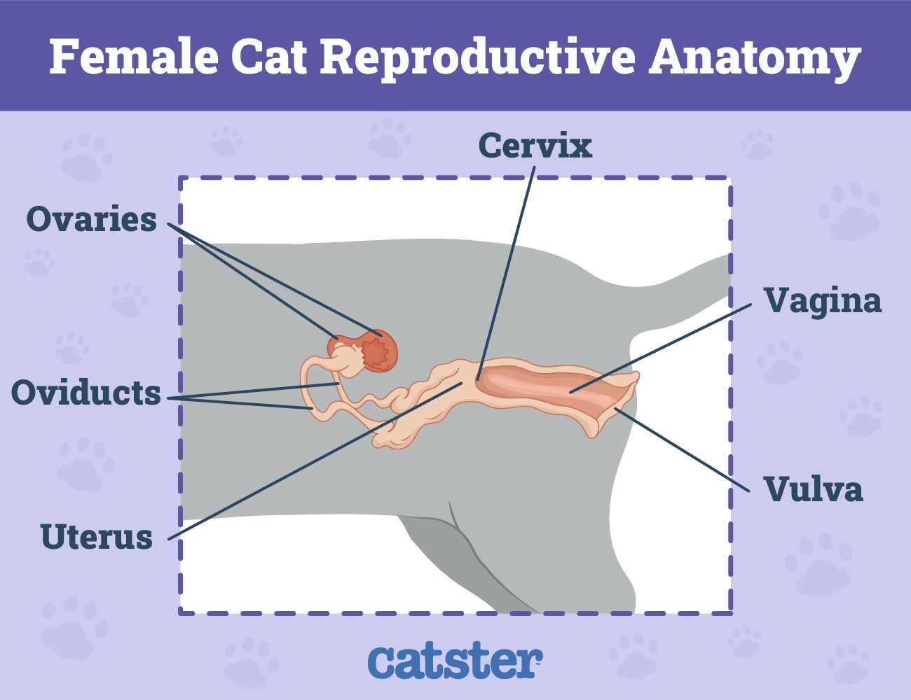 female cat body parts diagram