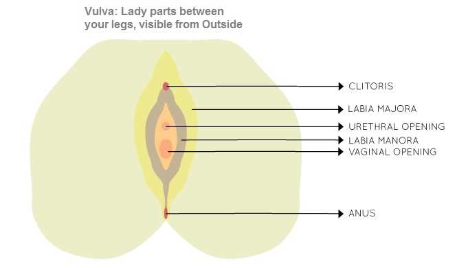 female private parts diagram