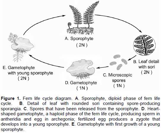 fern parts diagram