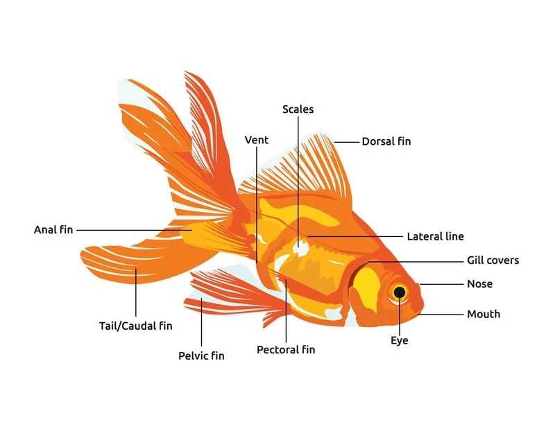 fish body parts diagram