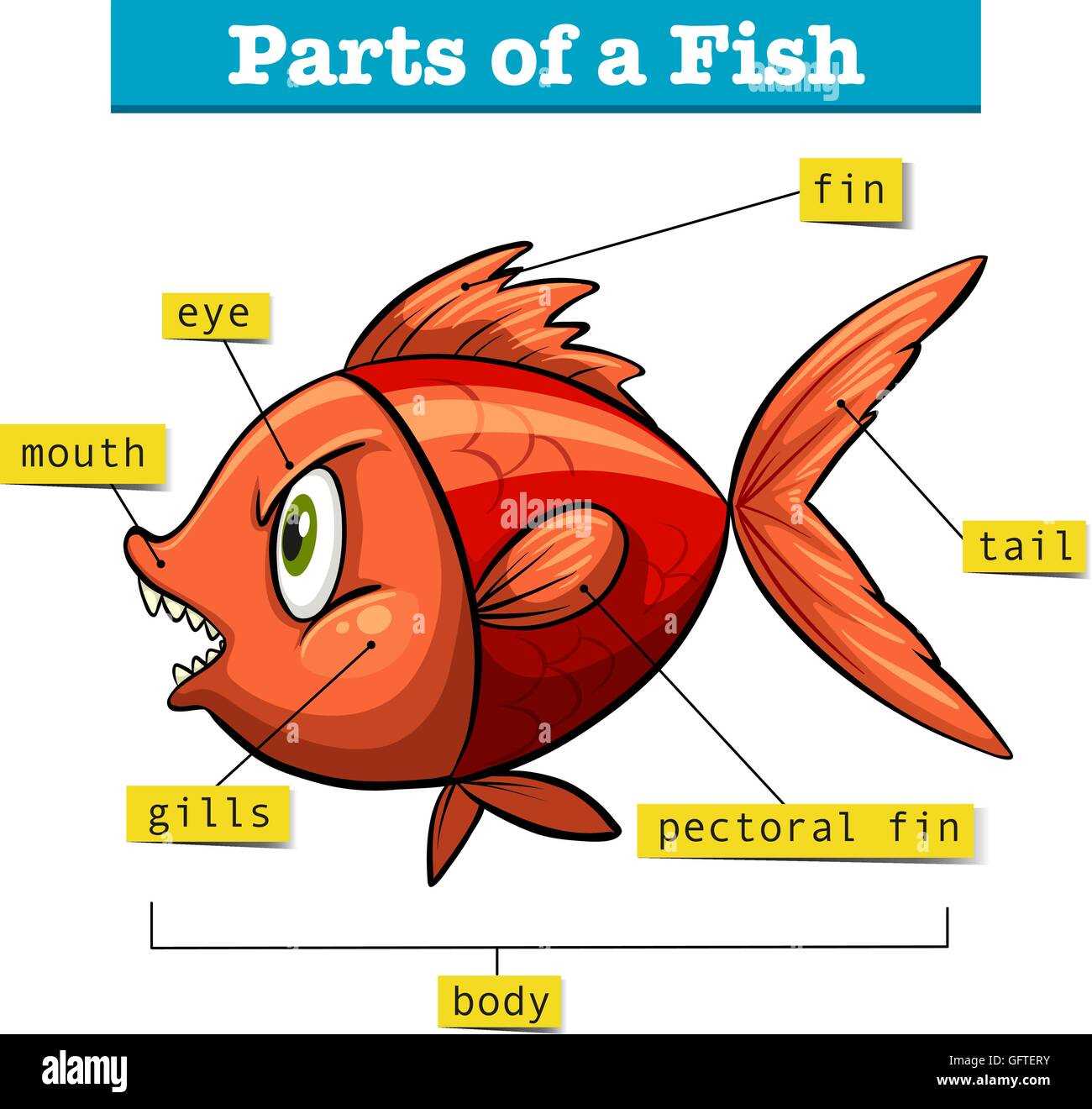 fish diagram with parts