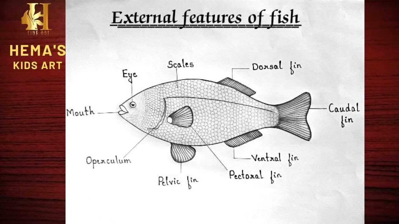 fish diagram with parts