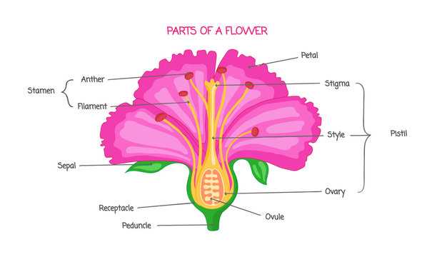 flower parts diagram unlabeled