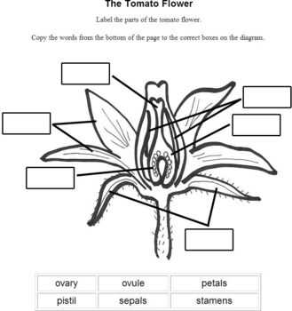 flower parts diagram unlabeled