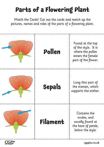 flower parts diagram worksheet