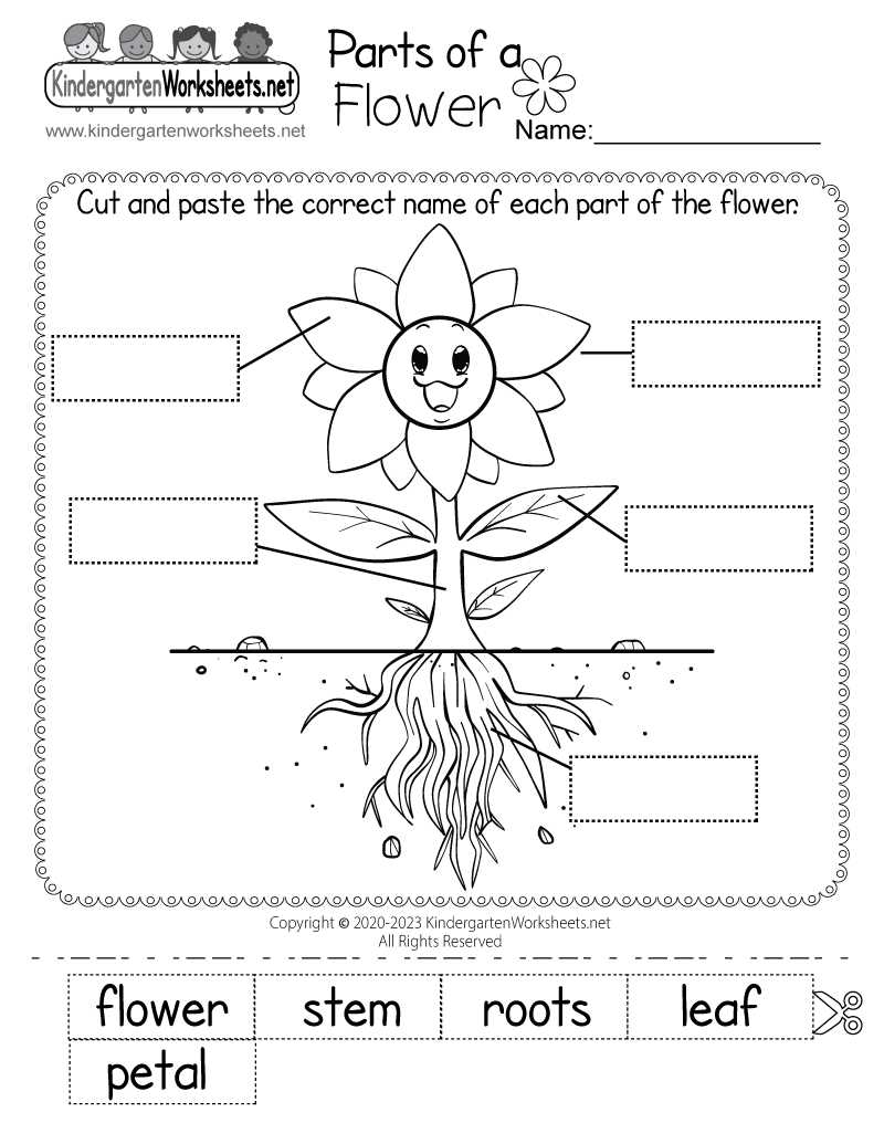 flower parts diagram worksheet