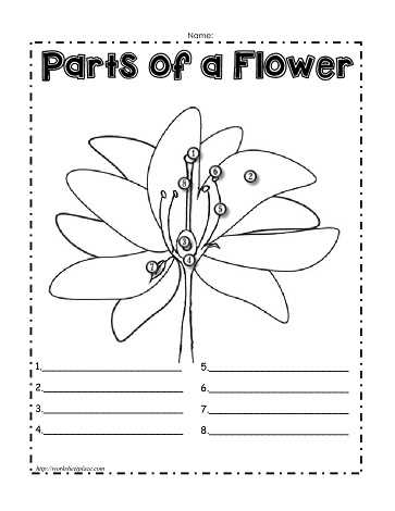 flower parts diagram worksheet